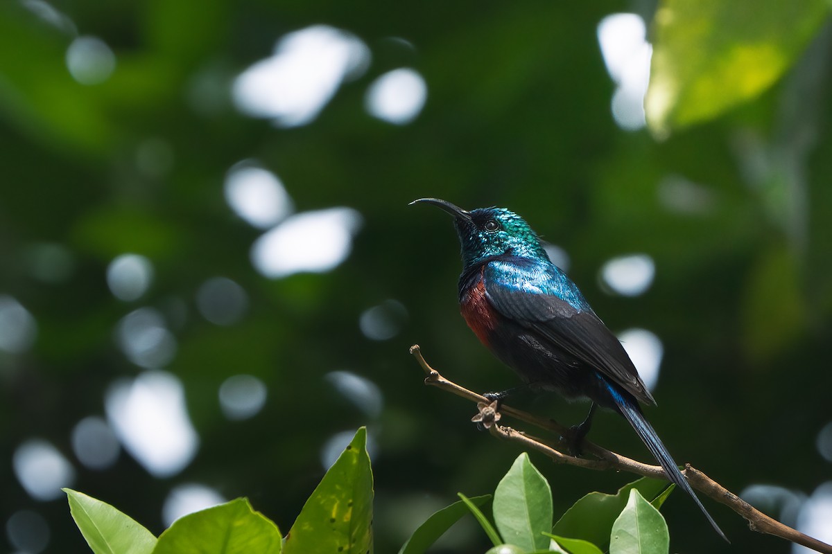 Red-chested Sunbird - ML612539675