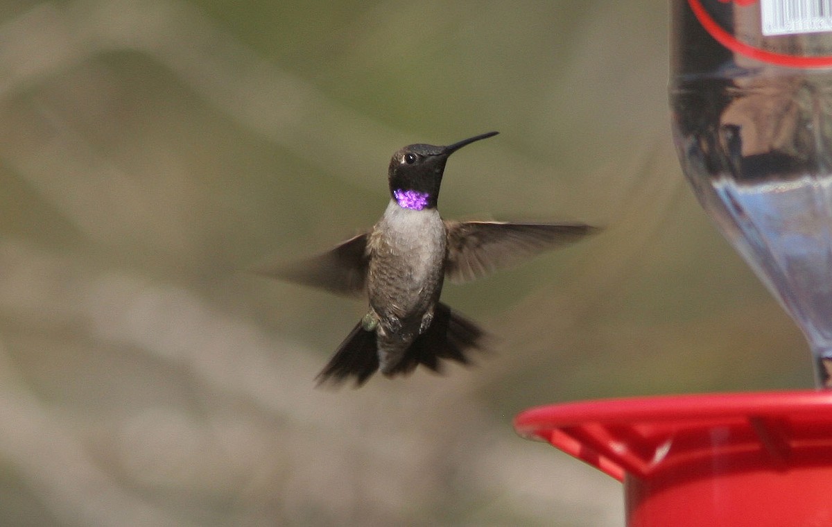 Black-chinned Hummingbird - Brad Bergstrom