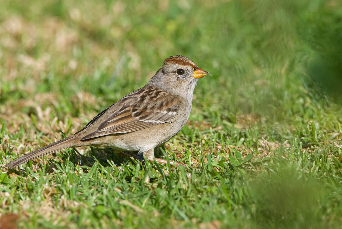 White-crowned Sparrow - ML612539986