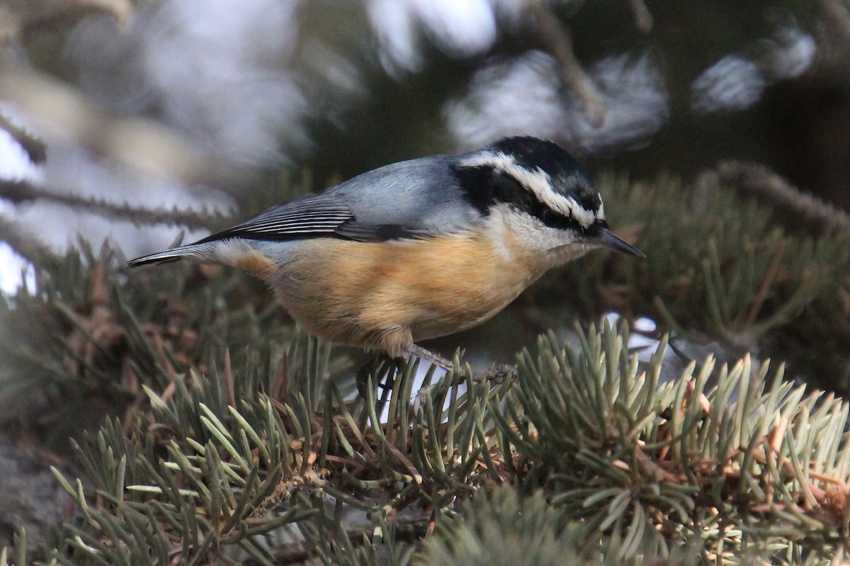 Red-breasted Nuthatch - ML612540016