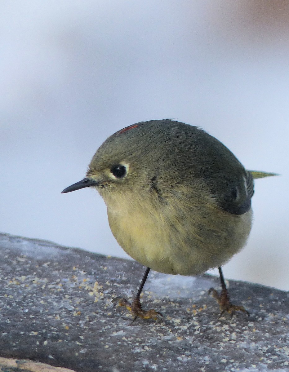 Ruby-crowned Kinglet - Donald Codling