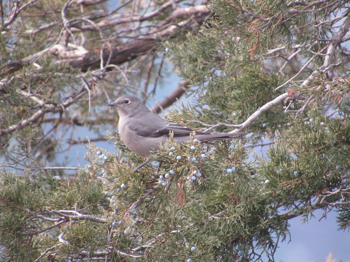 Townsend's Solitaire - ML612540825