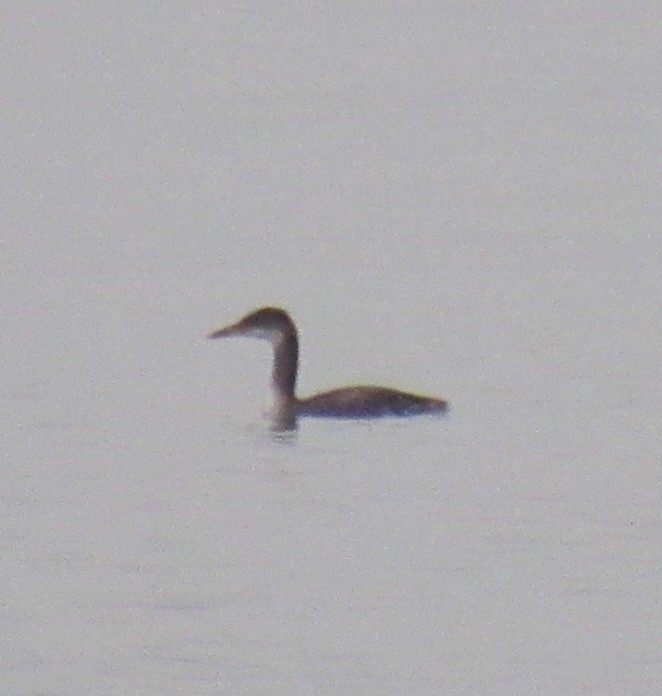 Red-necked Grebe - ML612540845
