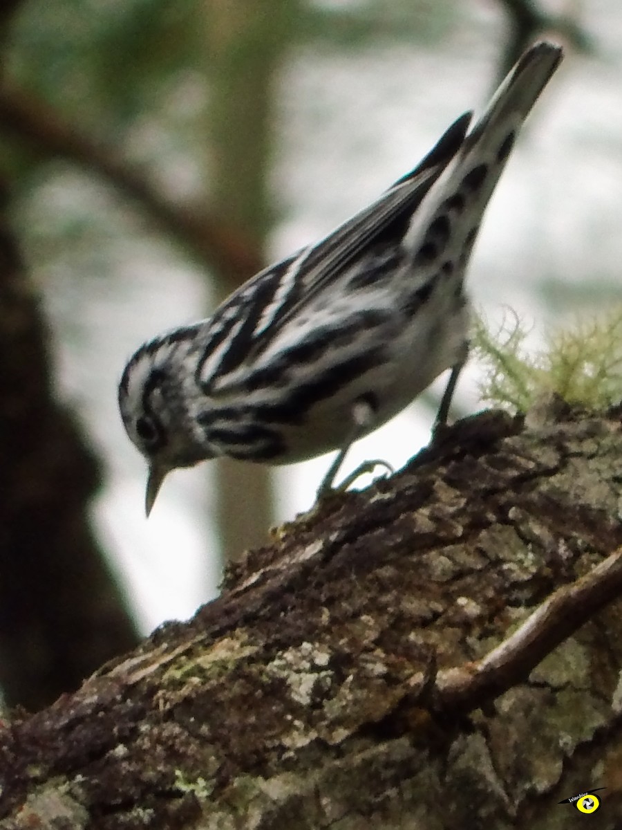 Black-and-white Warbler - ML612540987