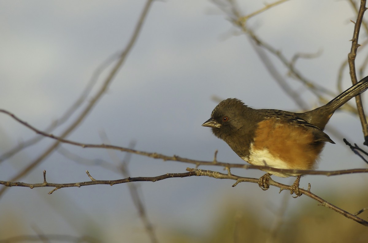 Spotted Towhee - ML612541146