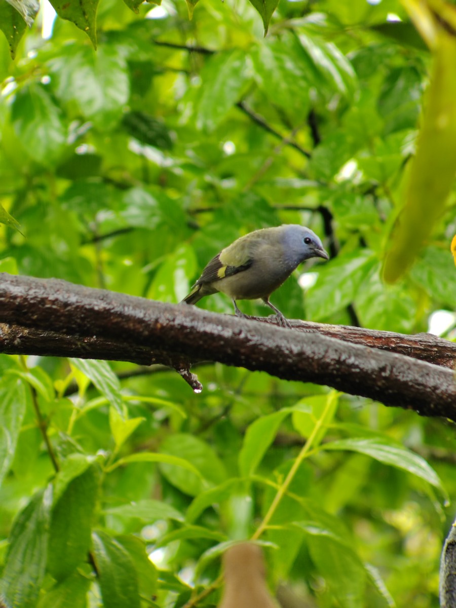 Yellow-winged Tanager - ML612541462