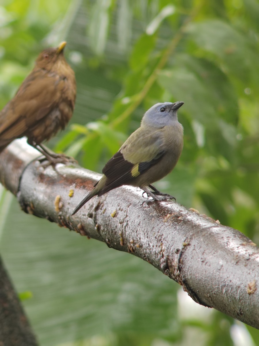 Yellow-winged Tanager - ML612541466