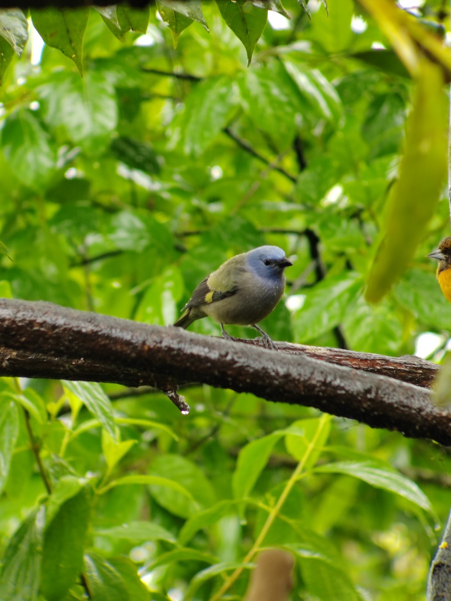 Yellow-winged Tanager - ML612541467