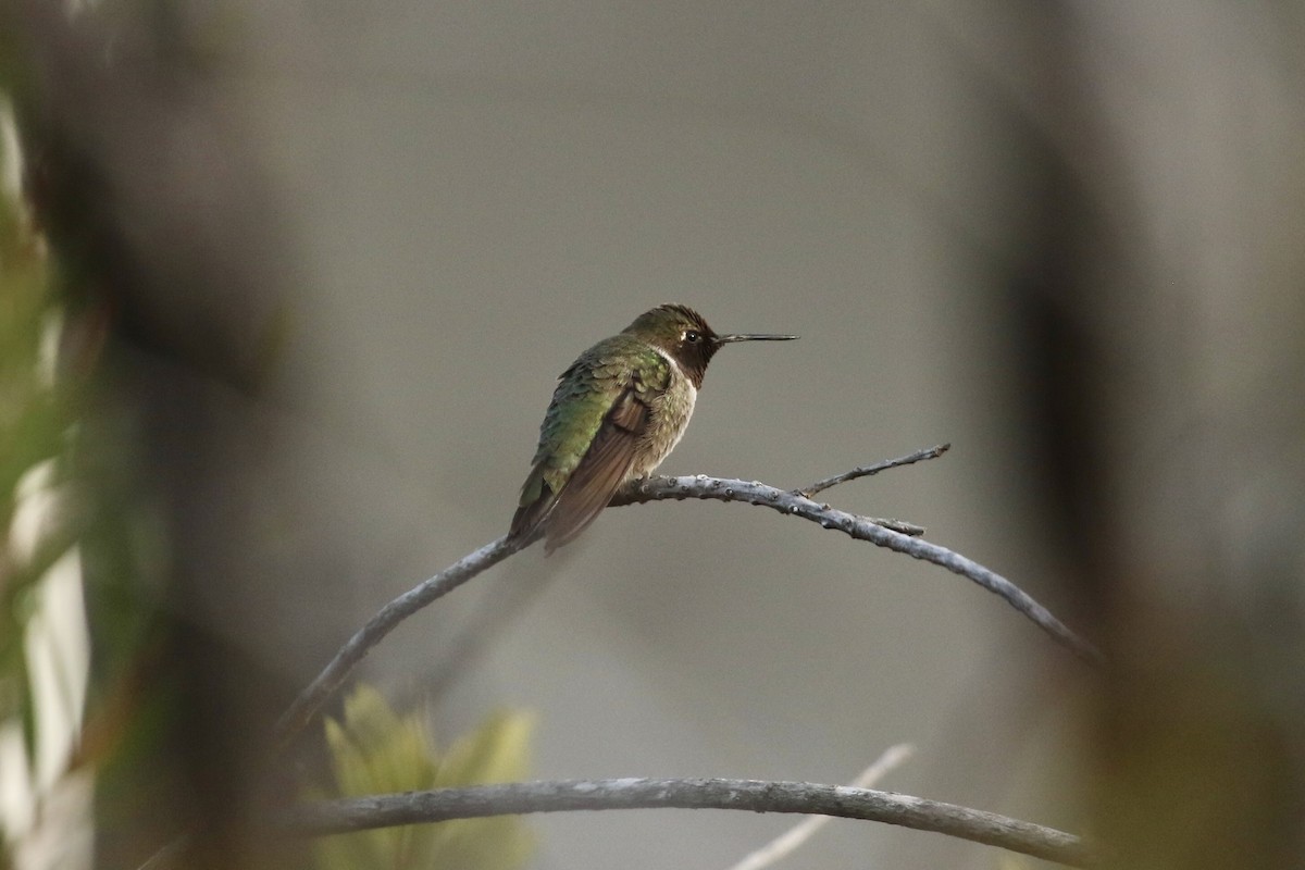 Ruby-throated Hummingbird - ML612541703