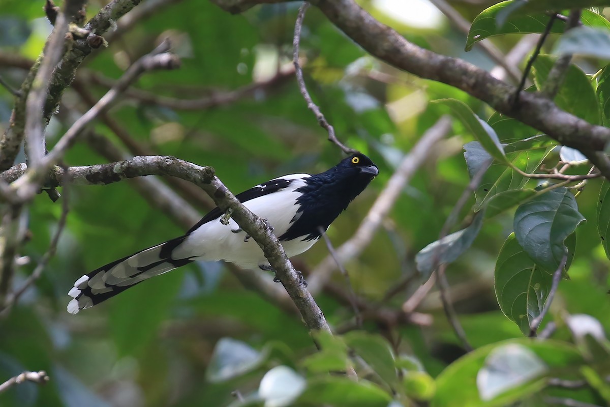 Magpie Tanager - Greg Scyphers