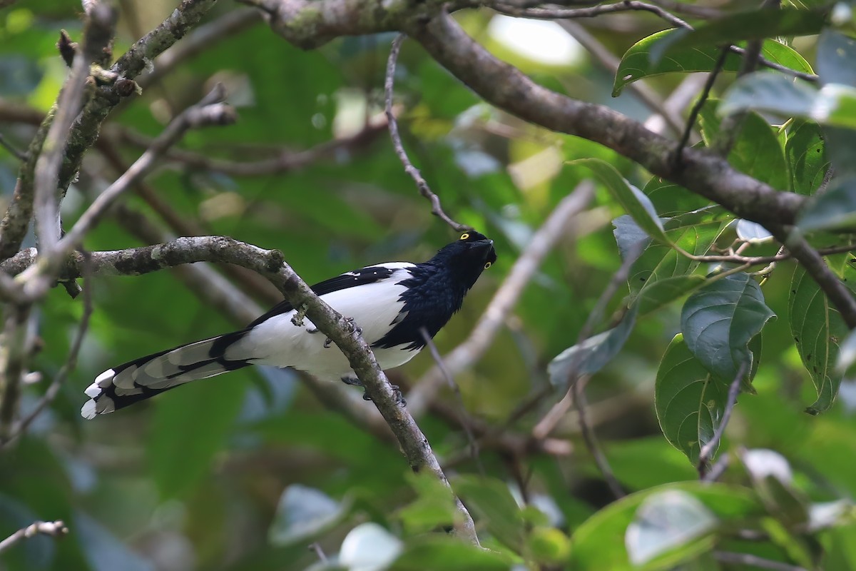 Magpie Tanager - ML612542730