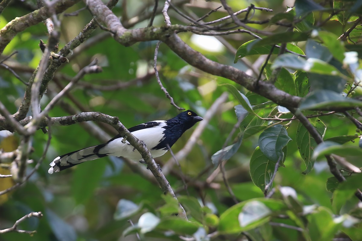 Magpie Tanager - Greg Scyphers