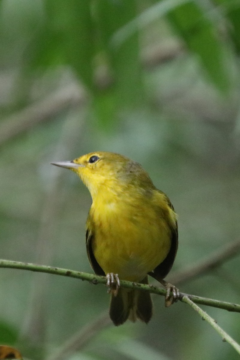 Yellow Warbler (Galapagos) - Bob White