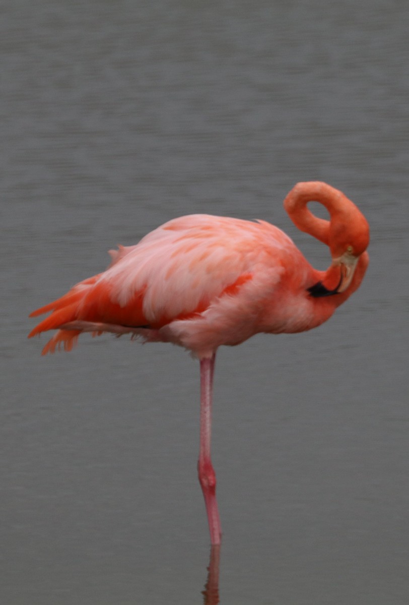 American Flamingo - Bob White