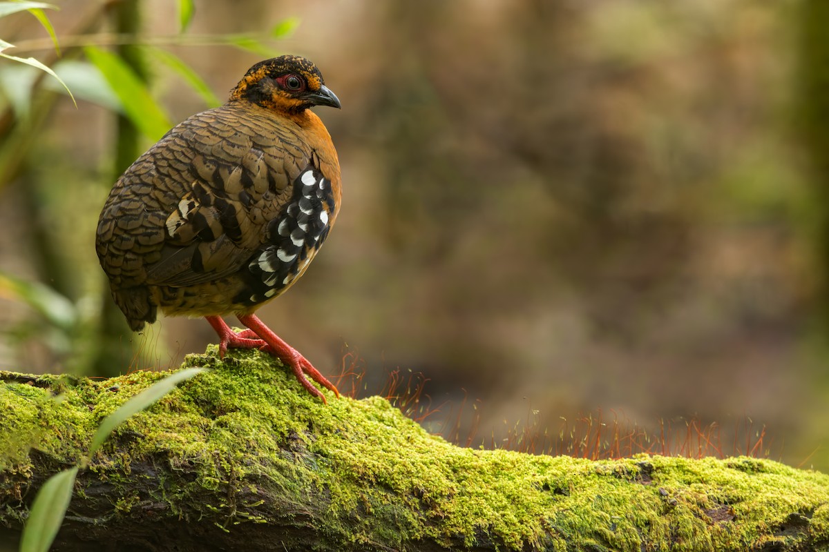 Red-breasted Partridge - Dubi Shapiro
