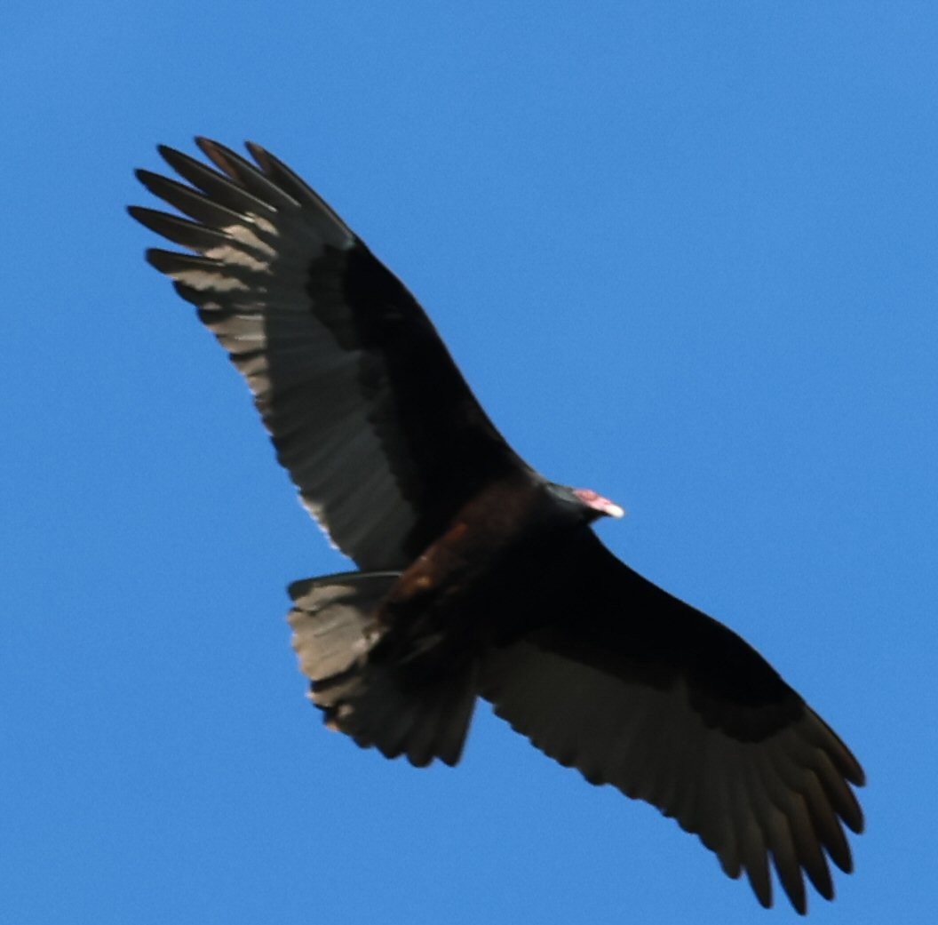 Turkey Vulture - ML612543574