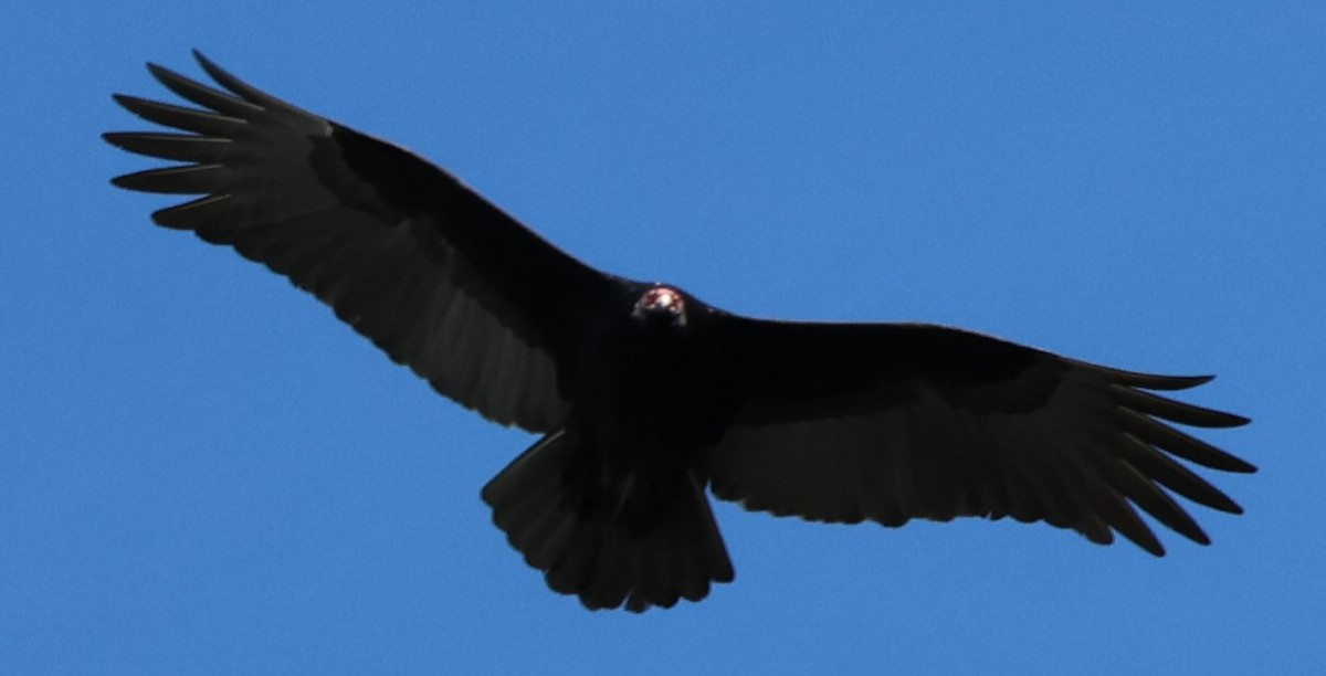 Turkey Vulture - ML612543593