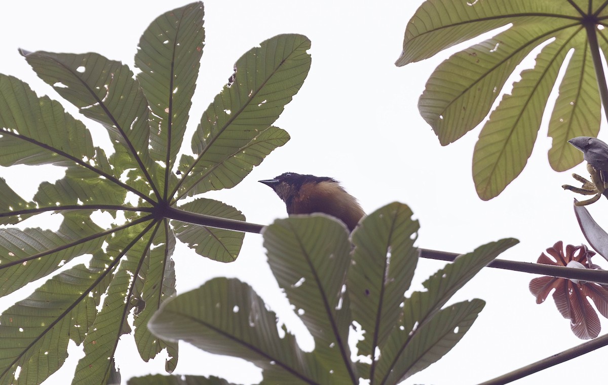 Yellow-crested Tanager - ML612543681