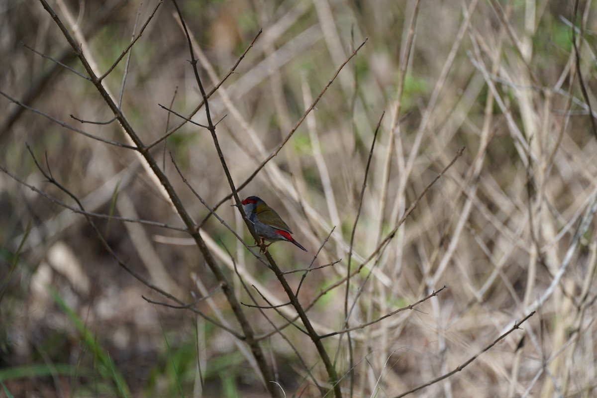 Red-browed Firetail - ML612544088