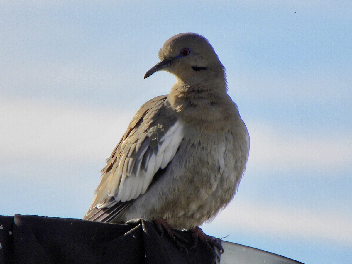 White-winged Dove - ML612544243