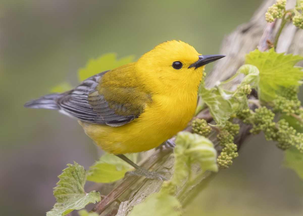 Prothonotary Warbler - ML612544477
