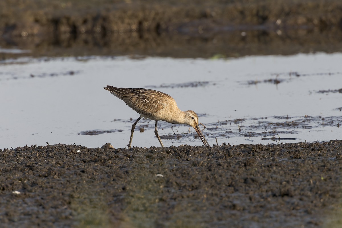 Asian Dowitcher - ML612544740