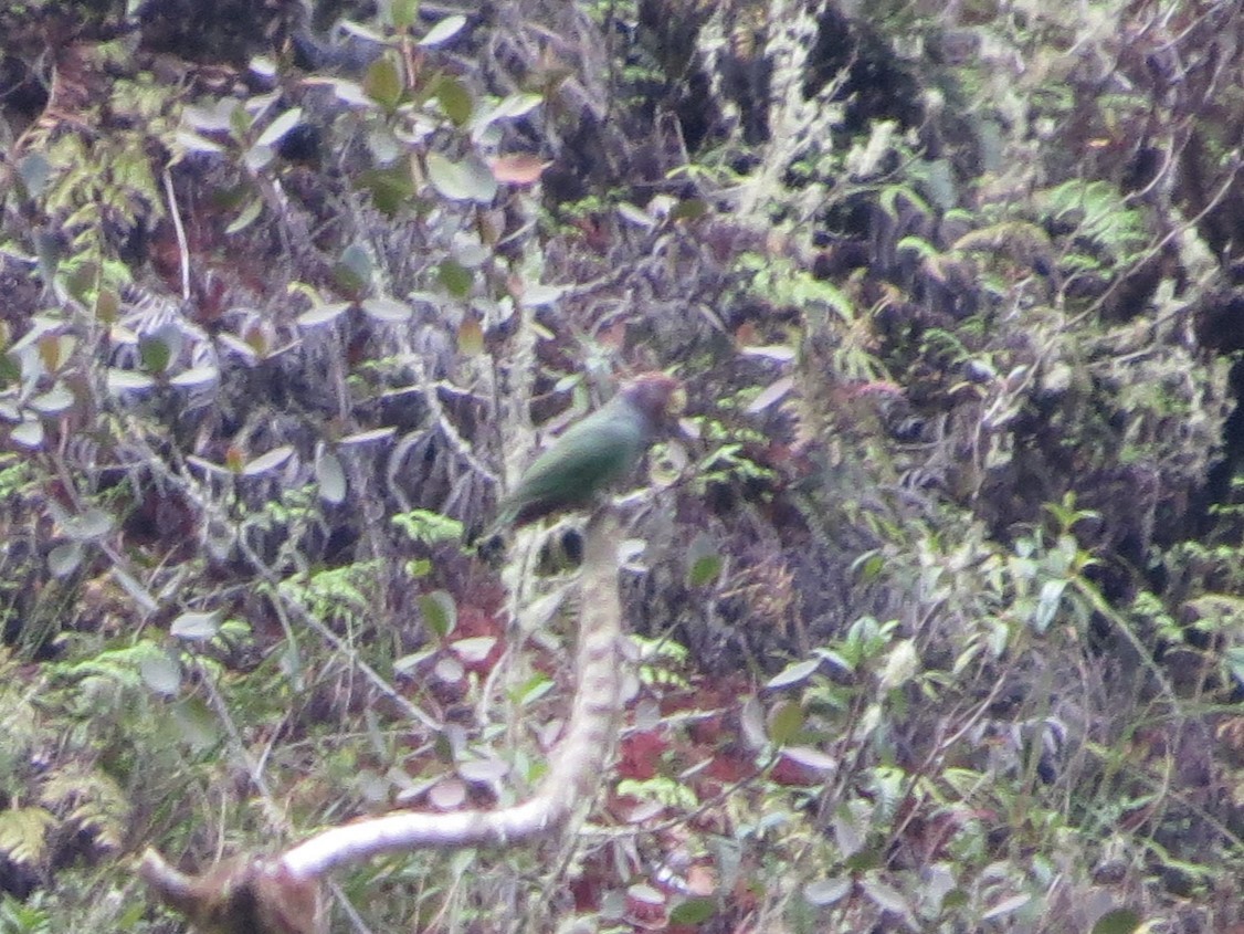 Speckle-faced Parrot (Plum-crowned) - ML612544742