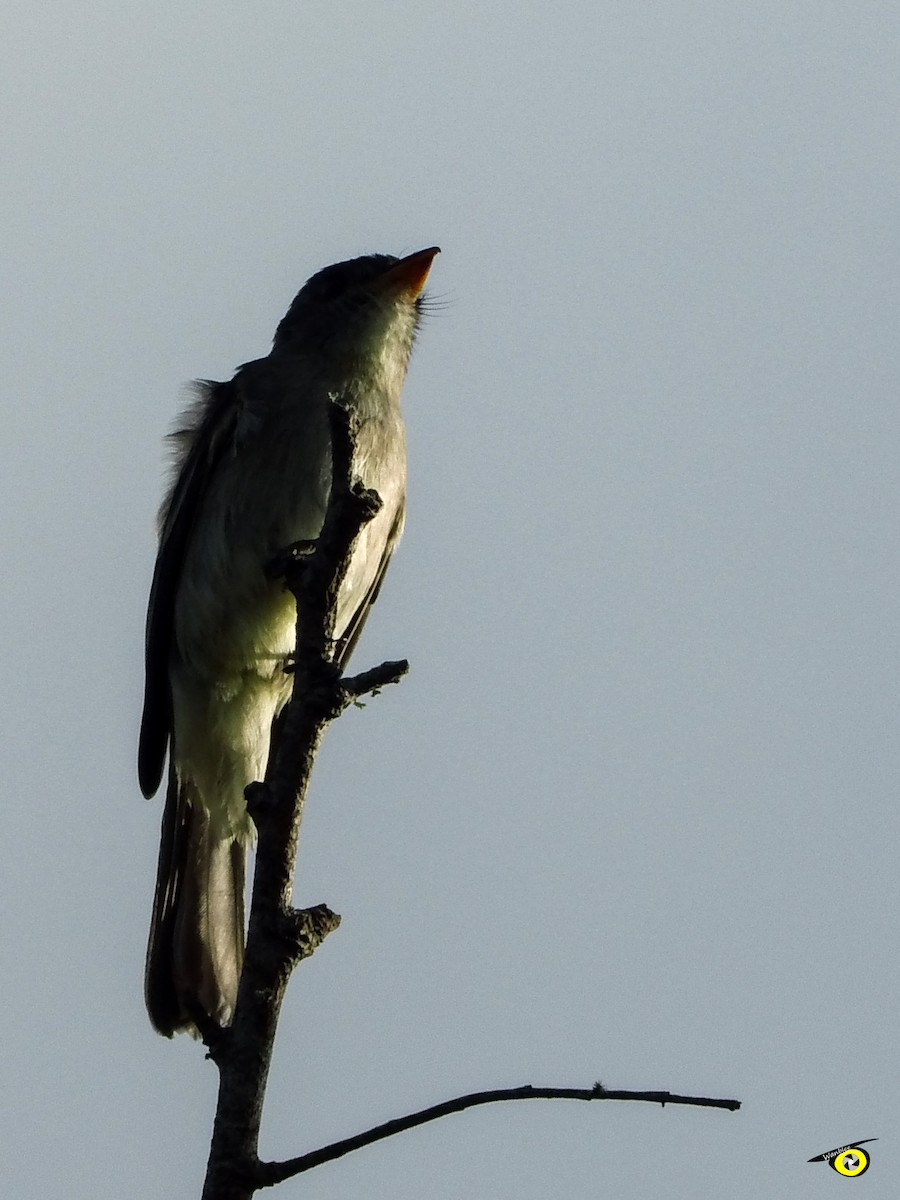 Northern Tropical Pewee - Christophe Lecocq