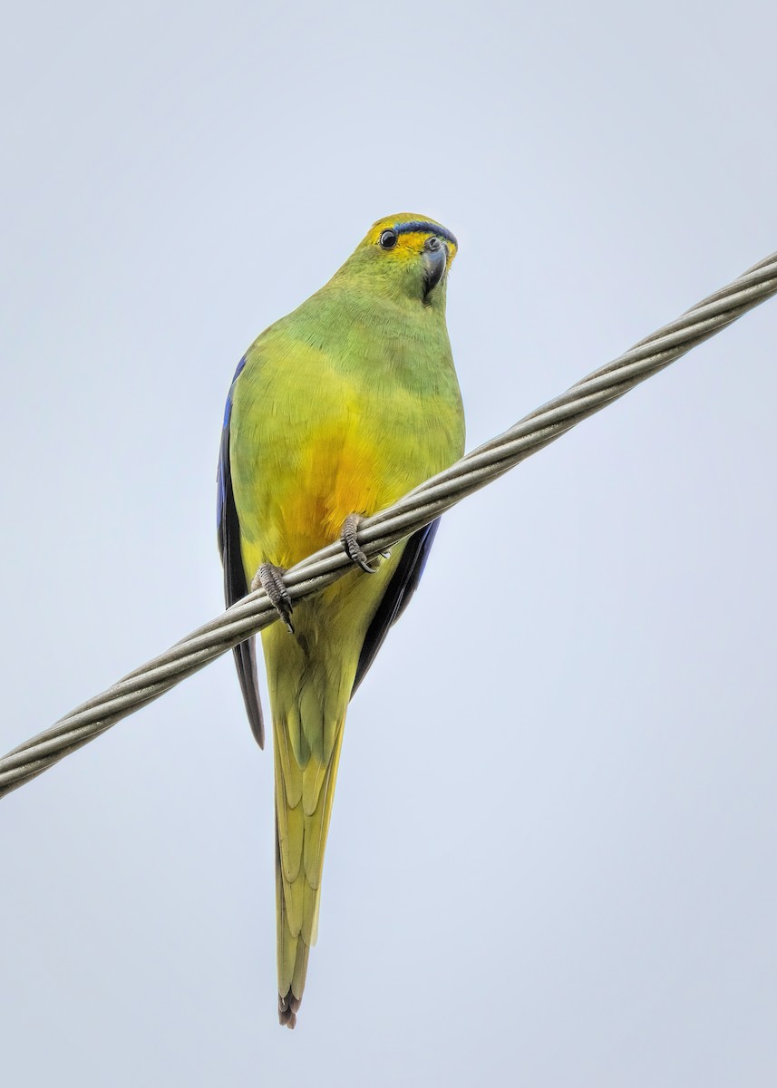 Blue-winged Parrot - ML612544900