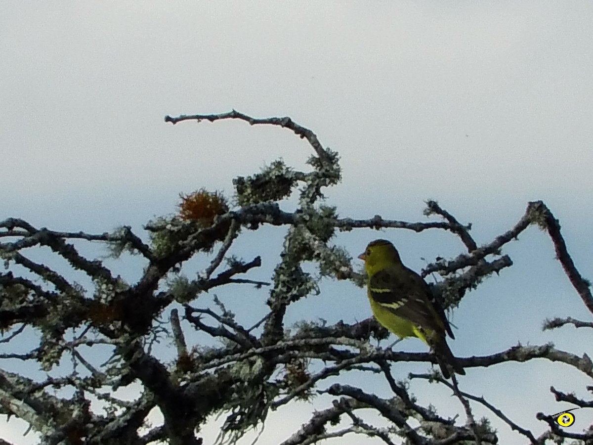 Western Tanager - ML612544917