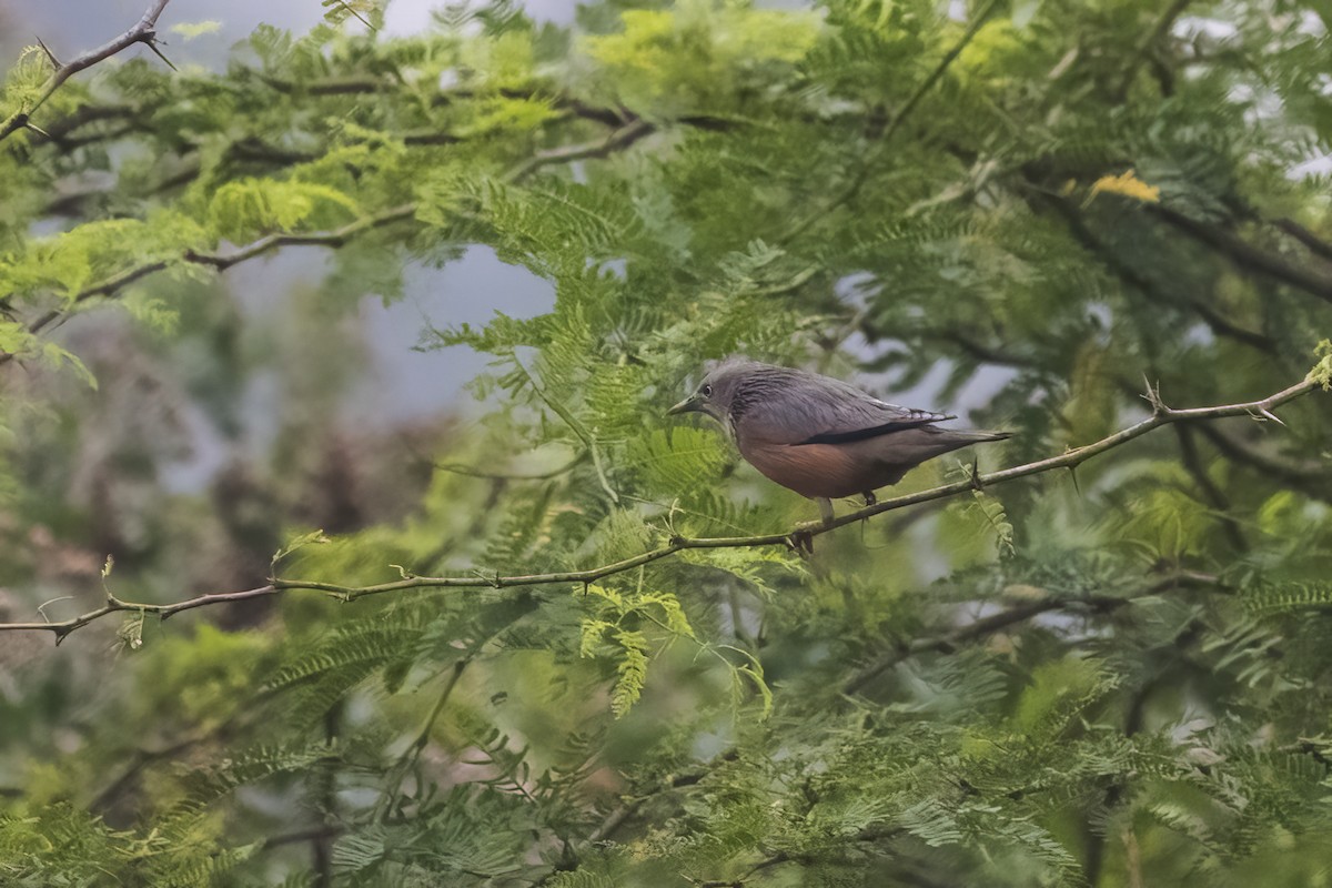 Chestnut-tailed Starling - ML612544925