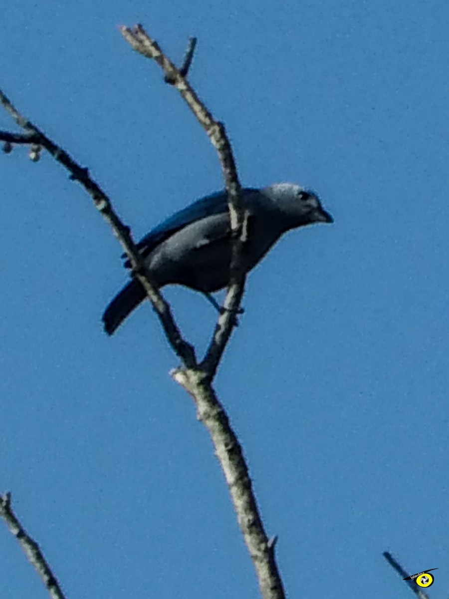 Blue-gray Tanager - ML612544934