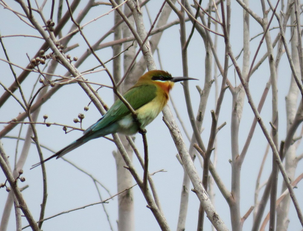 Blue-tailed Bee-eater - ML612545298