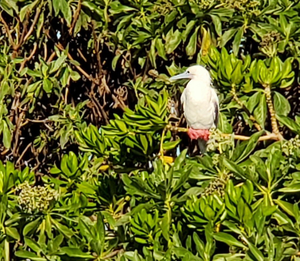 Red-footed Booby - ML612545770