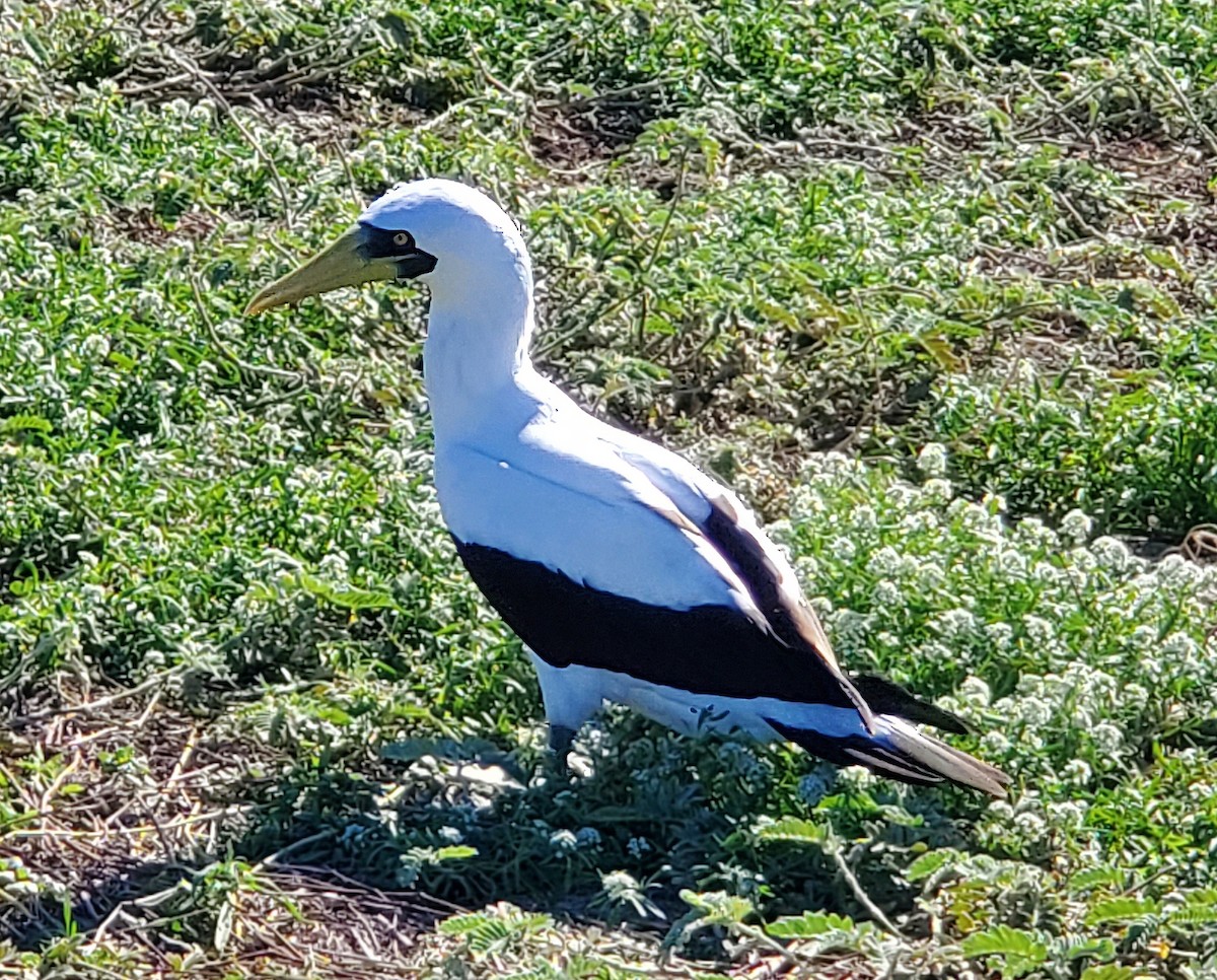 Masked Booby - ML612545775