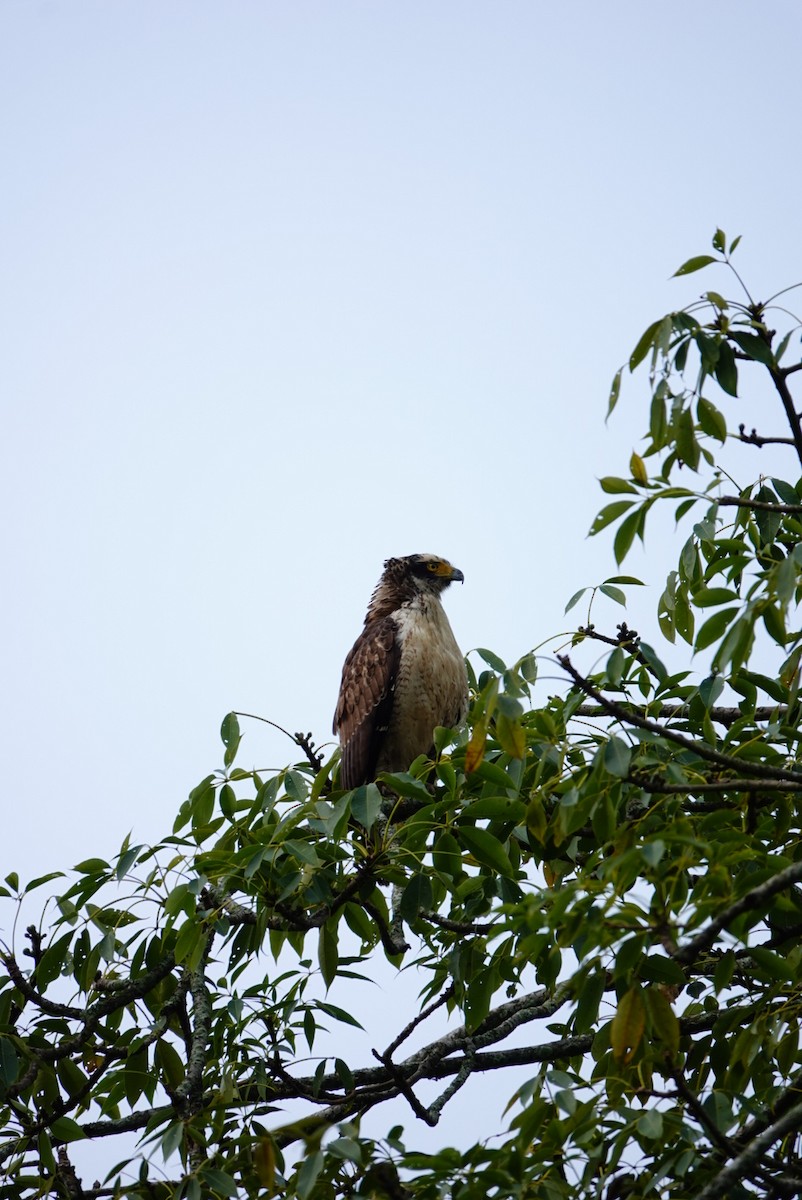 Crested Serpent-Eagle - ML612546070