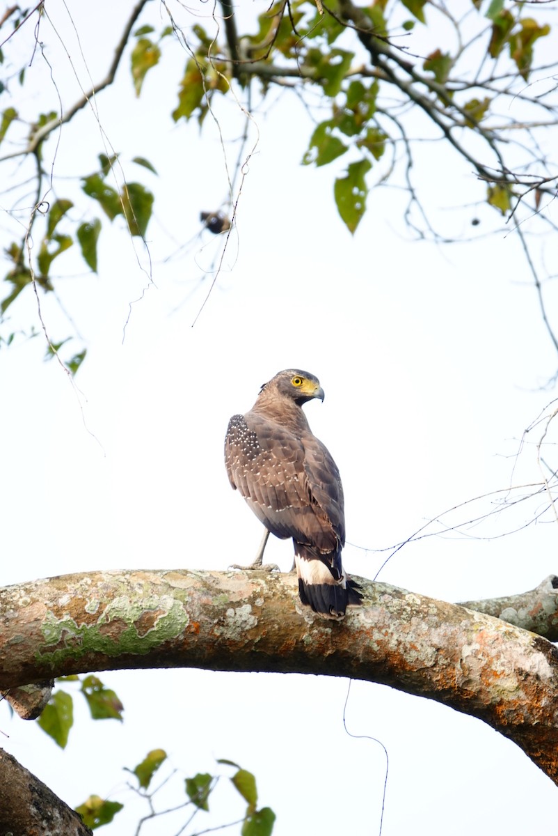 Crested Serpent-Eagle - ML612546071