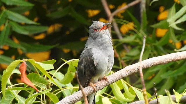 Gray-bellied Cuckoo - ML612546079
