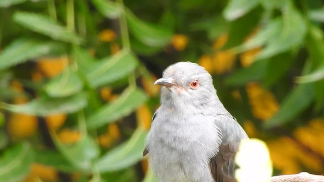 Gray-bellied Cuckoo - ML612546082