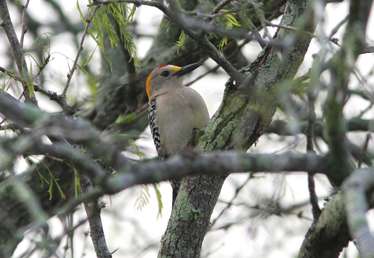 Golden-fronted Woodpecker - Brad Bergstrom