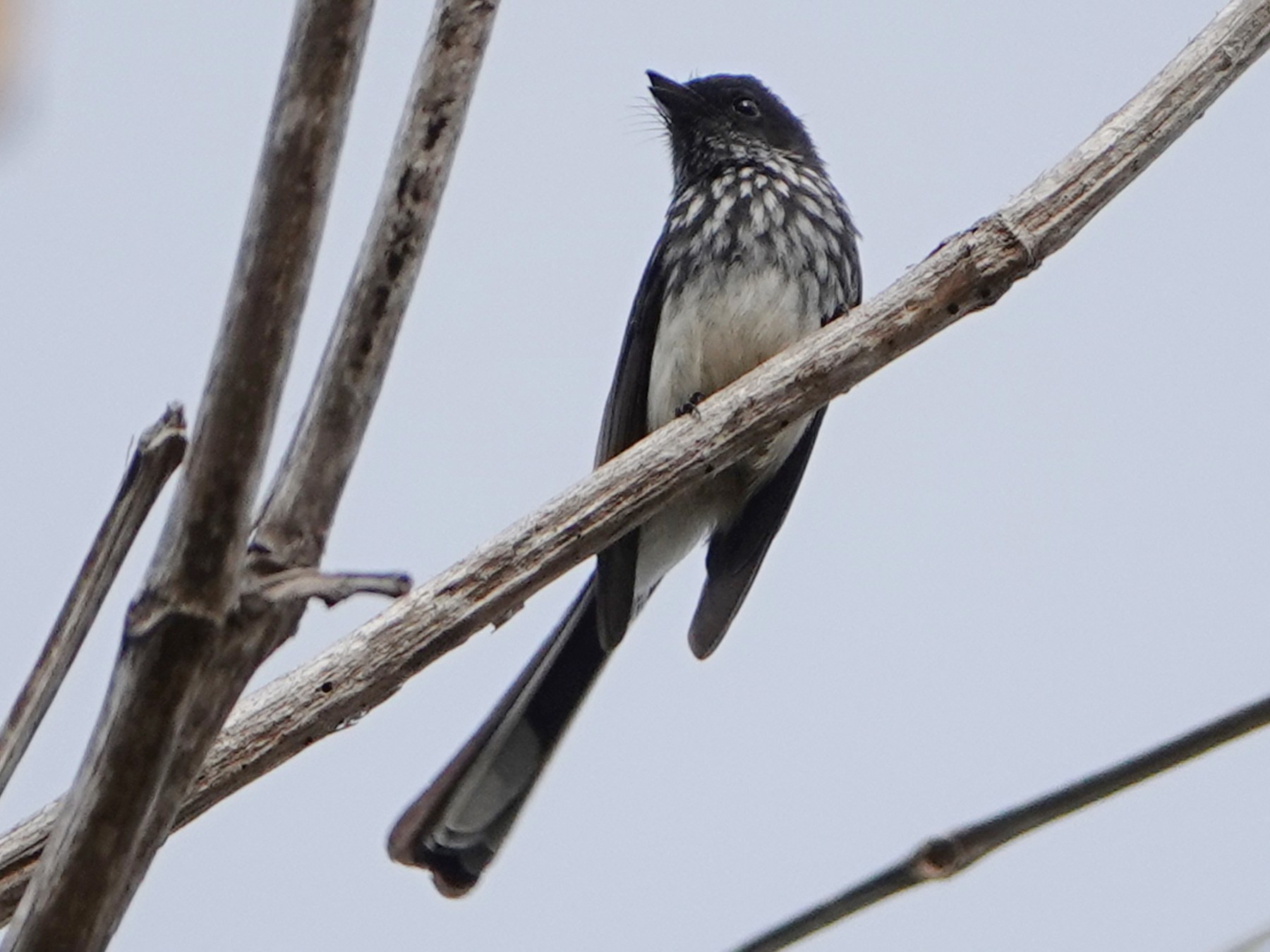 Northern Fantail - Barry Reed