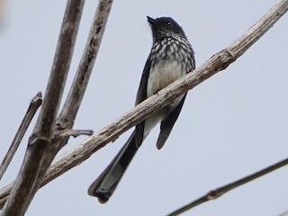  - Northern Fantail (Rote)