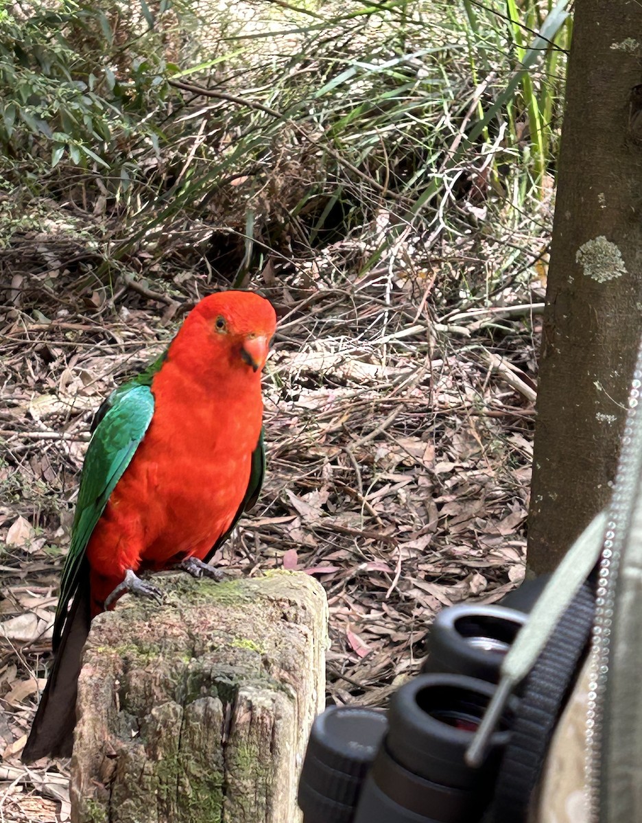 Australian King-Parrot - ML612546312