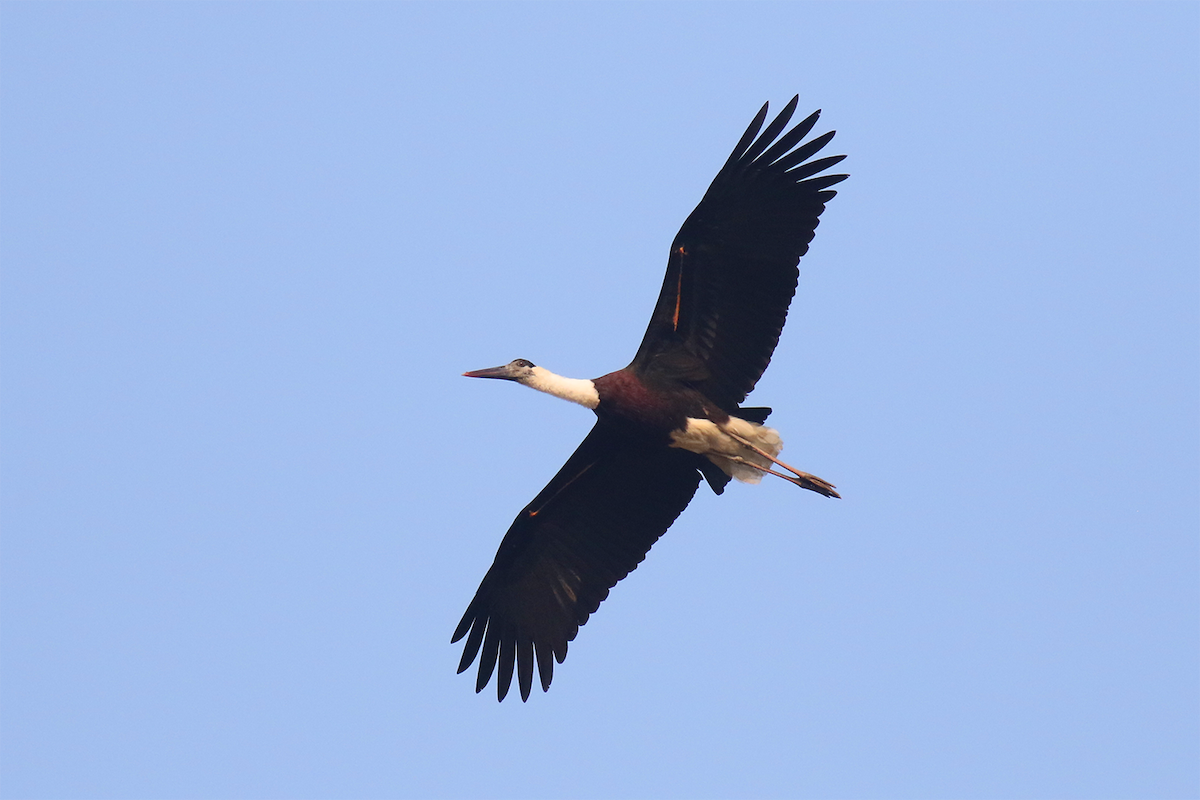 Asian Woolly-necked Stork - ML612546316