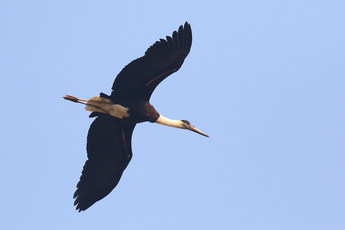 Asian Woolly-necked Stork - ML612546318