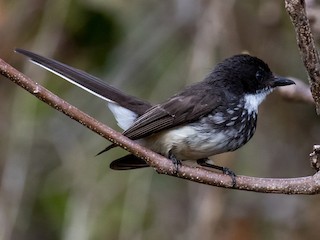  - Northern Fantail