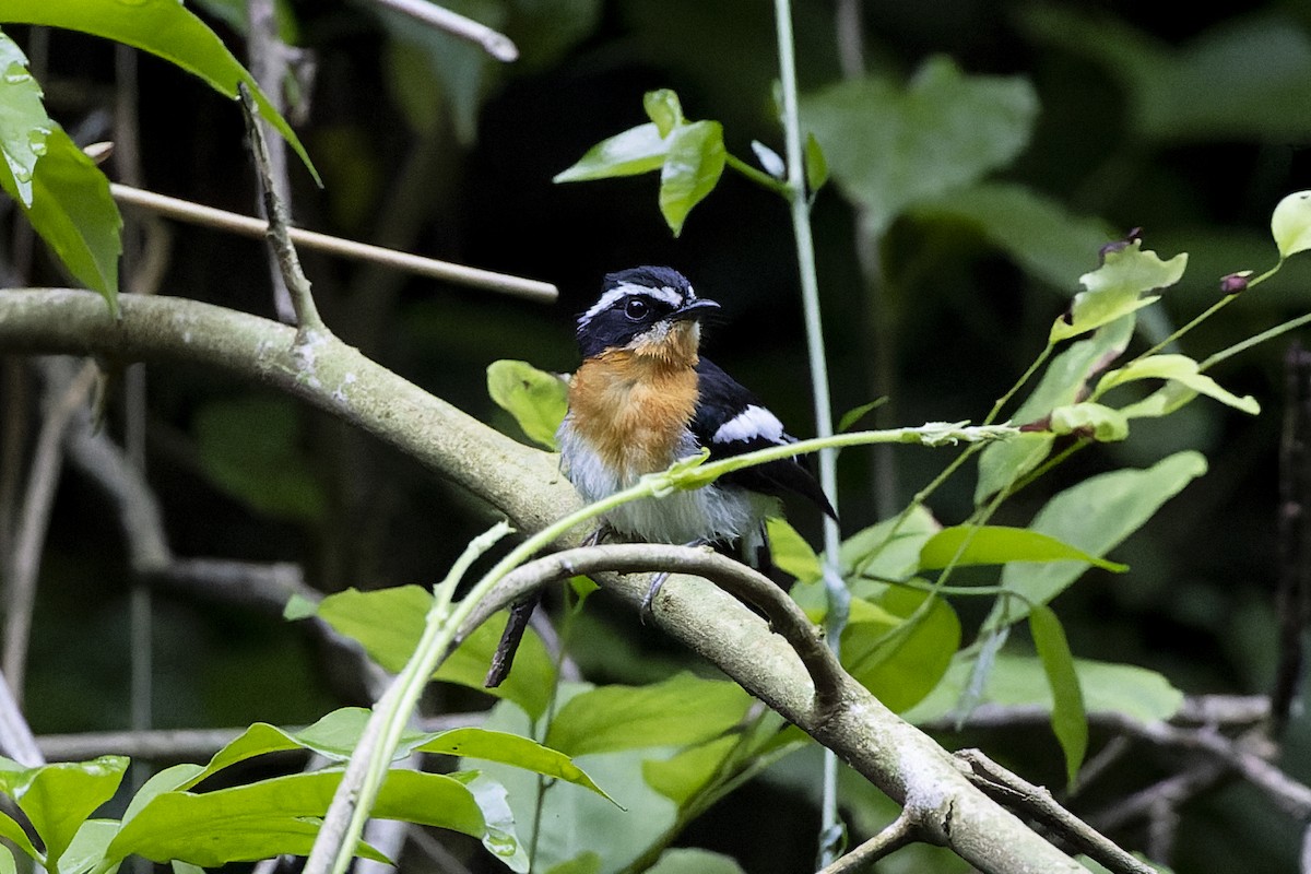 Rufous-chested Flycatcher - ML612546537