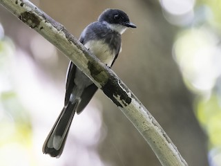 นกเต็มวัย (Melanesian) - Robert Lockett - ML612546550