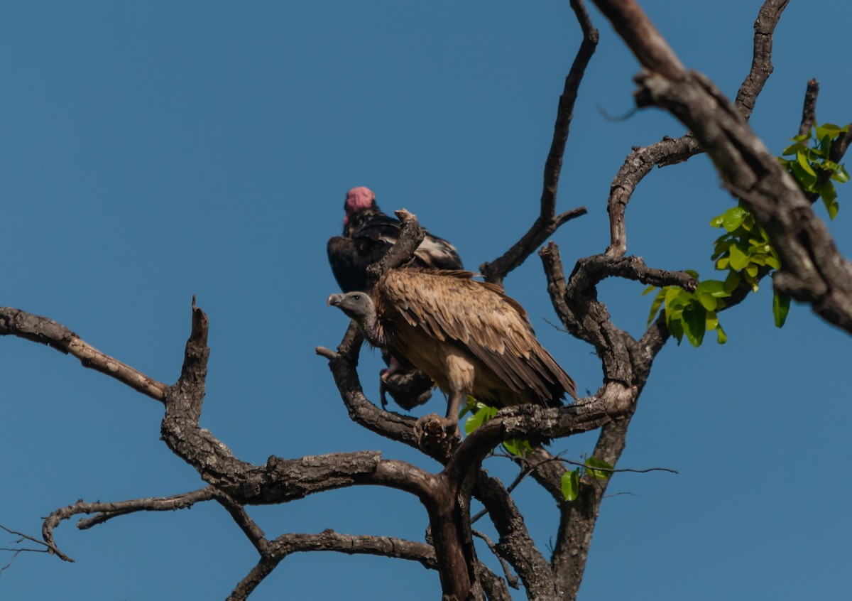 Indian Vulture - ML612546581