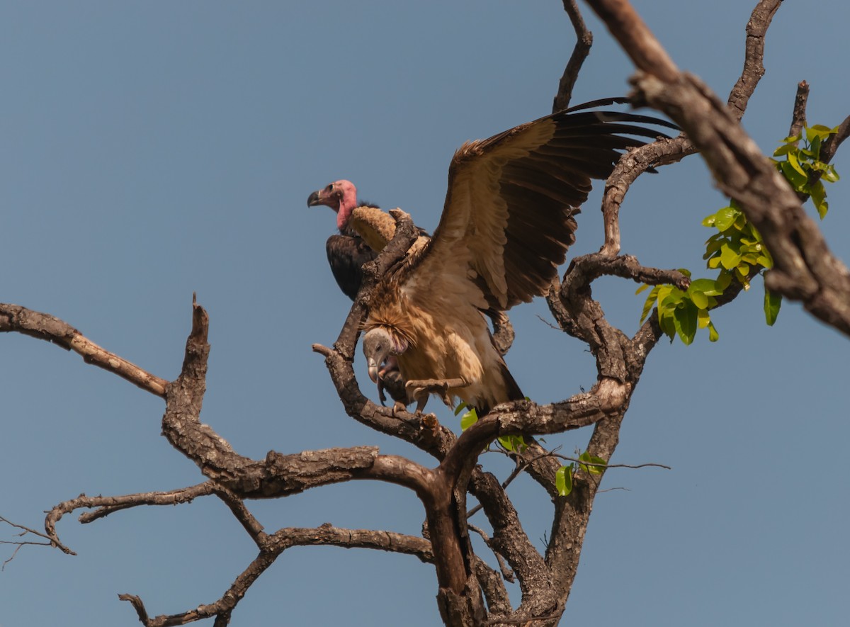 Indian Vulture - ML612546582